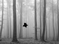 Celine Dion - Nature Boy