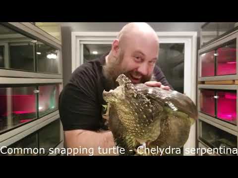 YouTube reptile video