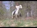 A bond between horse and rider