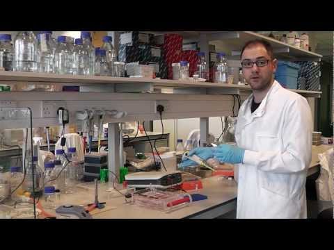 how to perform pcr