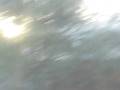 Little birdies are molesting my window..