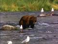videos de UnBEARable