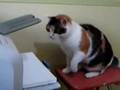 cats (kucing) vs printer