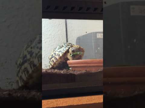 YouTube reptile video