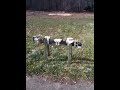 50cc brake-in