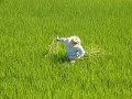 http://www.kome-farmer.com（検索：お米農家）台風がすぎたあとは、とてもよい天気が続いております。７月は雨や曇りの日が多く、稲の発育が心配でしたが、台風の後は一転して、暑い日々が続いております。日中の作業は非常に過酷ですが、美味しいお米を作るのには、水の入った粘土質の田んぼから雑草を引き抜かなければ、お米に十分な栄養が行き渡りません。