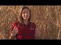 Miscanthus-Who-Needs