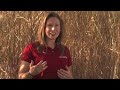 Miscanthus-Who-Needs
