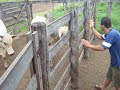 videos 33