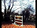 horse jumping five foot horse jumping five foot