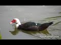 Birds in Piedmont Park