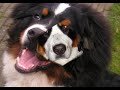 Berner 4 life