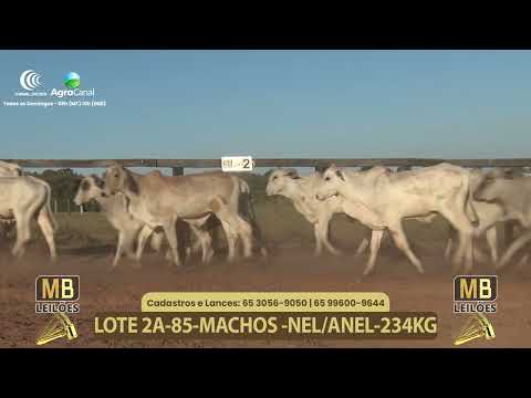 556� LEIL�O VIRTUAL MB LEIL�ES