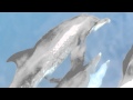 delfines Carpurgana Golfo de Uraba, Colombia
