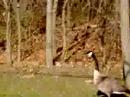 GOOSE!