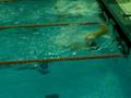 videos de 2008-11-21 1000 Free