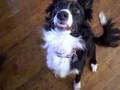 Bouncing Doggles!