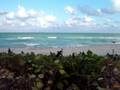 videos de Wild nature in Miami