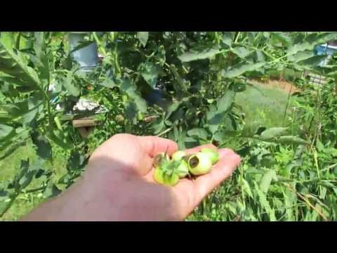 how to cure blossom end rot in zucchini