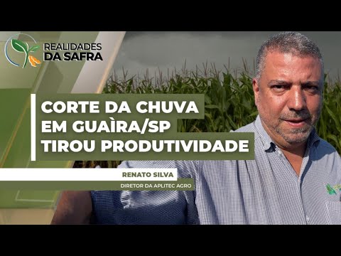 Corte das chuvas em Guaíra/SP tirou produtividade na reta final e já traz preocupação para o milho