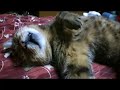 くすぐっても起きないツネオ君♪