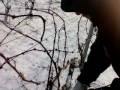 videos de Vine Pruning