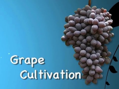 how to grow wine grapes