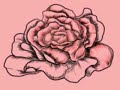 A Rose Drawn