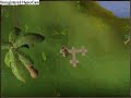 Runescape hunting guide, part 10 box traps