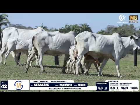 2� DE OLHO NA FAZENDA NELORE SESMARIAS