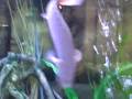 videos de Dinosaur Bichir
