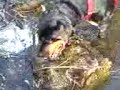 Rottweiler- Kaju is back DFL DFB missgeburten Rottweiler- Kaju is back DFL DFB missgeburten