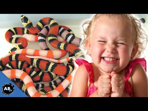 YouTube reptile video
