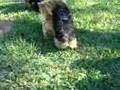 Norwich Terriers at play