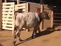 2006-state-fair-of-texas-livestock-barn.html