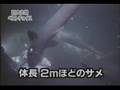 Megalodon