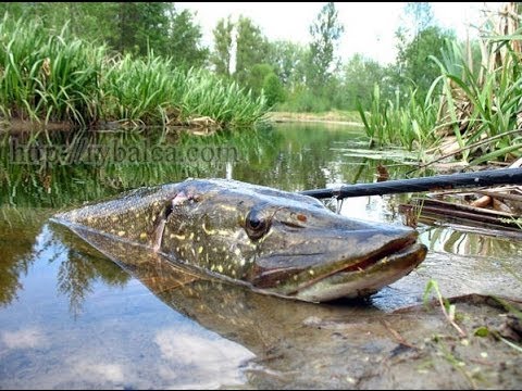 ловля щуки на річці весною ловля щуки на річці весною