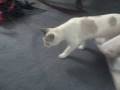 videos de Why Cats Love Christmas Part 1