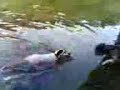Dogbook Movie: nike swimming