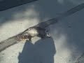 we found a dead posom