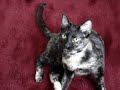 Chowdah plays fetch