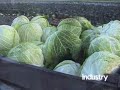 Cabbage harvester