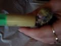 Video ANdulky.........více na http://www.rucnedokrmenipapousci.wbs.czKakadu cockatoo žako kongo Congo amazoňan amazona agapornis alexandr malý Alexander small velký the great čínský Chinese pink ara aratinga sun zlatý gold Barnard collar Eklektus Eclectus mníšek šedý Quaker Parrot blue Nandej Neoféma parrot papoušek Nestor kea korelka korela cockatiel korely andulka budgerigar andulky Budgerigars Pyrura Kakariki rosela Yellow Rosella Eastern lutino lutin Pennant Mutation