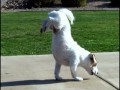 Walking Hand Stand Dog World's Smartest Dog Jesse performs Amazing Dog Tricks