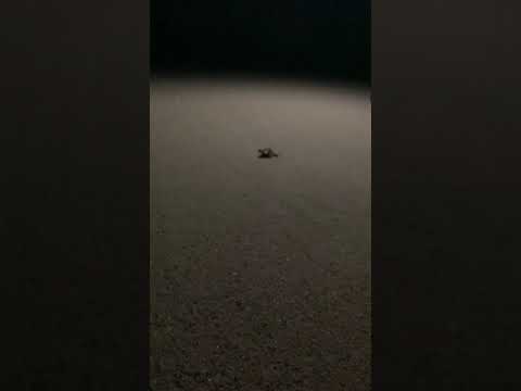 Fetovaia, in autunno, solitaria, nasce una tartarughina marina