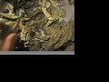 Flu or Cold -- A Chinese Herbal Prescription (5)  Influenza Herbal Medicine