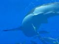 SharkDiver.com-Great White Shark!
