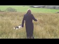 Collies first ball retrieval,Jubilee Tower, Lancaster,Jo WaiteZi6_0134.MOV