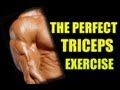 THE PERFECT TRICEPS from WWW.MYFITTRIBE.COM