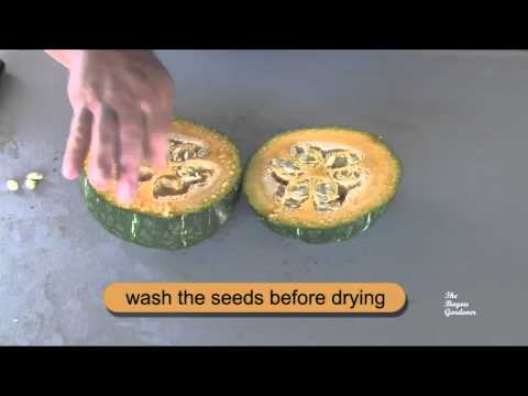 how to harvest squash